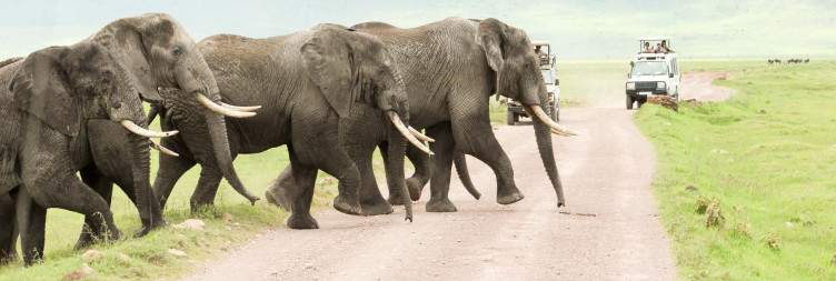 Transfer from Karatu to Ngorongoro Crater for Game Drive, then Fly back to Dar es Salaam/Zanzibar