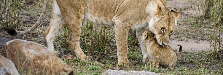 Northern Serengeti National Park