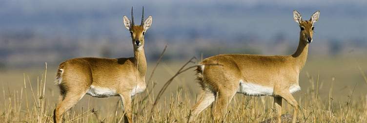 Northern Serengeti National Park