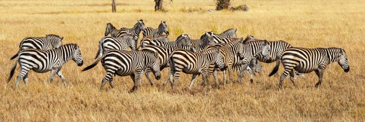 Northern Serengeti - Ngorongoro