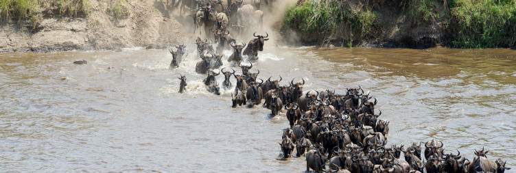 Early Morning Game Drive in Northern Serengeti, then Transfer to Central Serengeti National Park