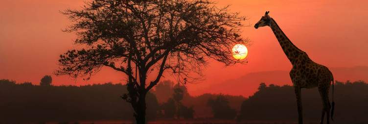 Northern Serengeti – River Crossing Safari