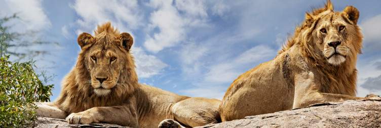 Full Day in Northern Serengeti