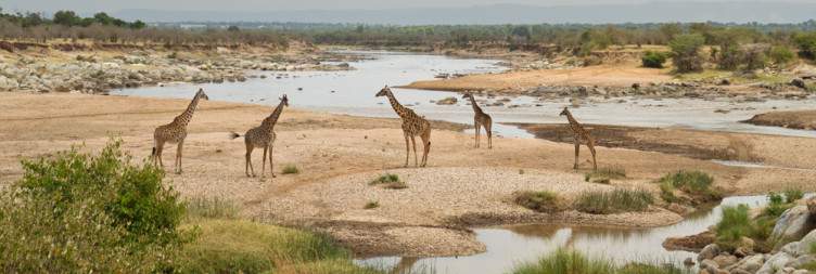 Northern Serengeti Full-Day Safari