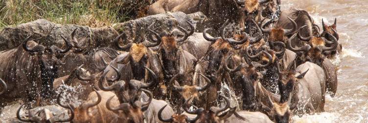 Central Serengeti to Northern Serengeti National Park for Migration