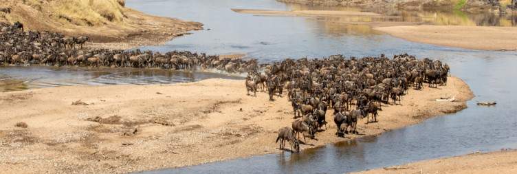 Transfer to Northern Serengeti National Park