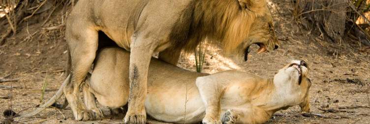 Guided Game Drive in Nyerere National Park /Selous