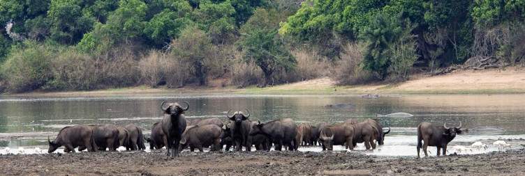 Bush Walking Safari & Sunset Boat Cruise along the Might Rufiji River