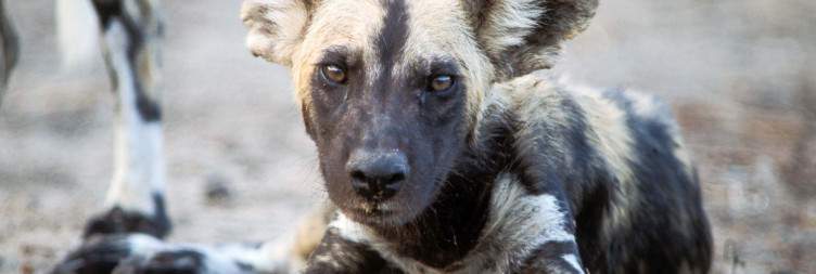 Early Game Drive & Return to Dar es Salaam
