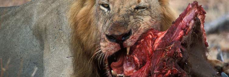Walking Safari - Optional Boat Safari or Game Drive