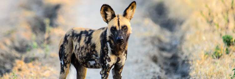 Morning Walking Safari & Afternoon Game Drive