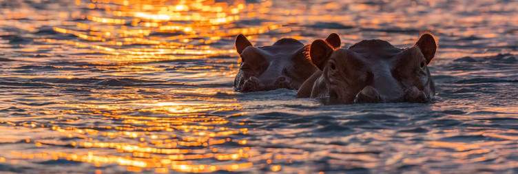 Dar es Salaam Selous Evening Boat Safaris