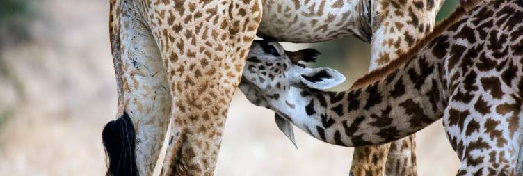 Ruaha National Park
