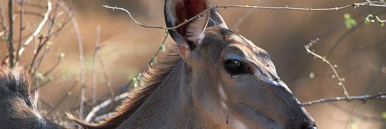 Full-Day Game Drive in Ruaha National Park