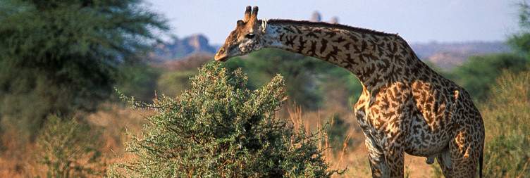 Safari in Ruaha National Park