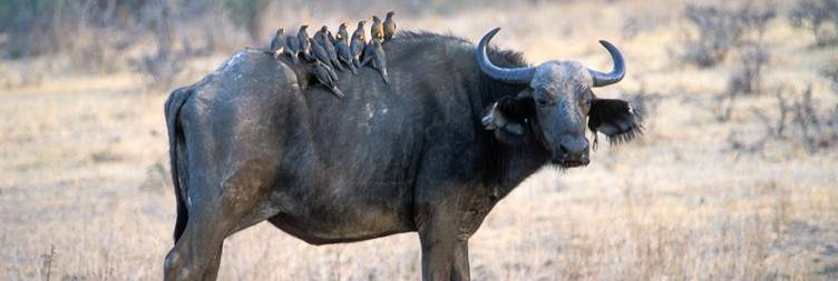 Walking Safari & Game Drive