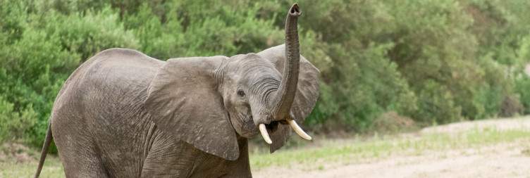 Full game drive in Ruaha National Park