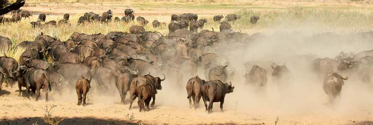 Full-Day Game Drive In Ruaha National Park