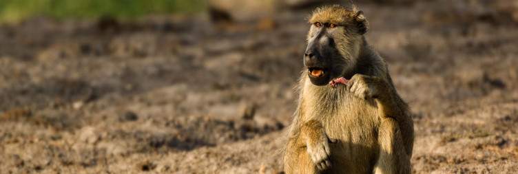 Saadani Wildlife Viewing and Boat Safari