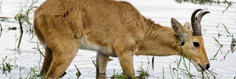 Half-day Game Drive in Saadani National Park and Boat Safari