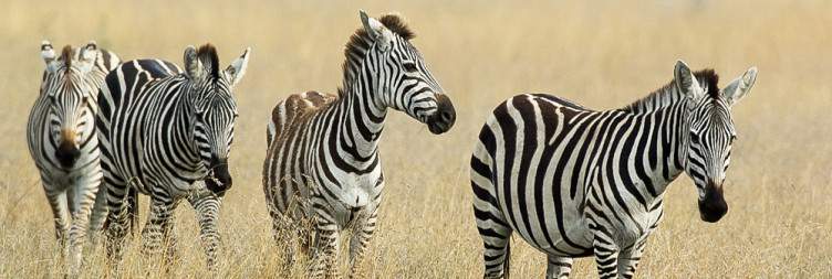 Arusha to Serengeti National Park