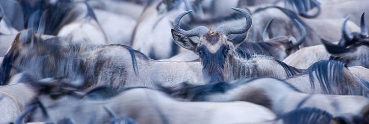 Serengeti National Park (Following the Great Migration)