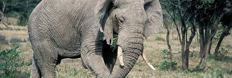 Game drive in Serengeti National Park