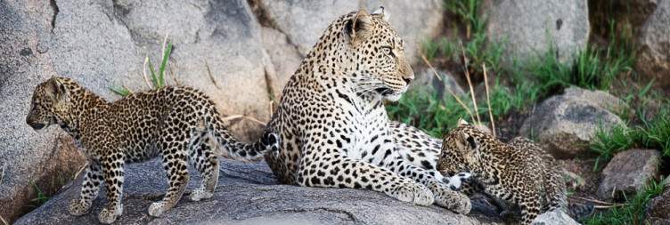 Full Day Game Drive in Serengeti