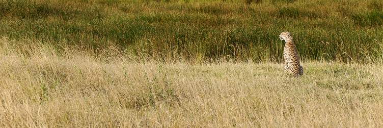 Ngorongoro Conservation - Olduvai George - Serengeti National Park