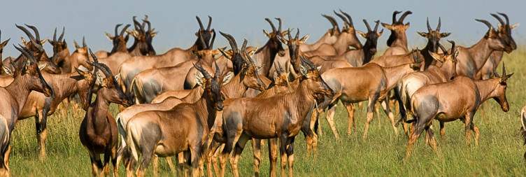 Africa's Grandest Stage - The Serengeti