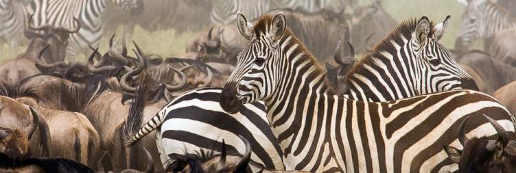 Tarangire National Park - Serengeti National Park