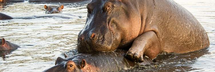 Central Serengeti National Park