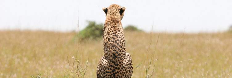 Serengeti – Lake Eyasi (Hadzabe Cultural Experience)