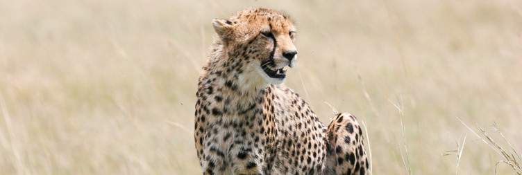 Central Serengeti National Park to Ngorongoro Highlands