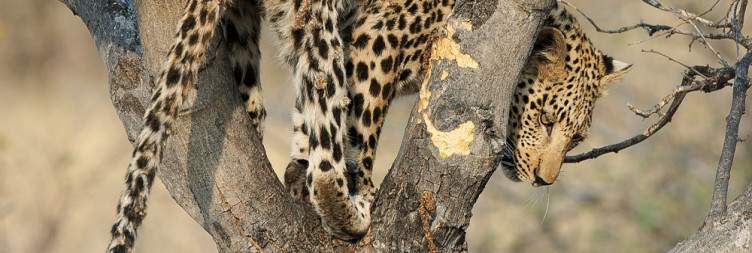 Game drive in Serengeti National Park