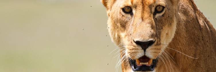 Mto wa Mbu to Serengeti National Park