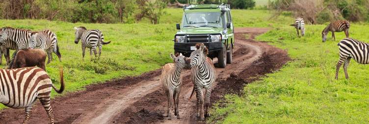 Zanzibar – Fly to Serengeti Central – Full-Day Game Drive