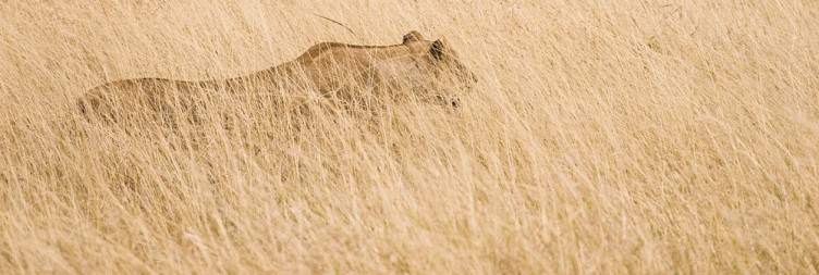 Serengeti National Park to Ngorongoro Crater