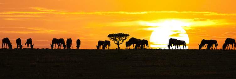 Drive to Serengeti National Park