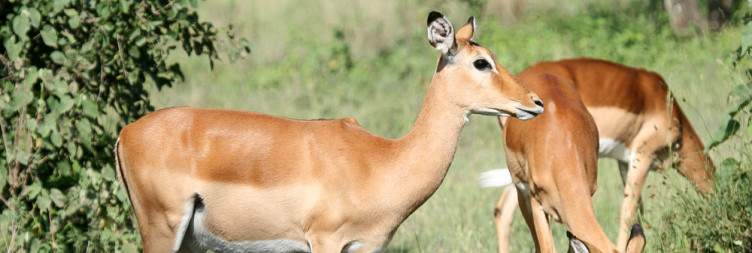 Full-Day Game Drive in Serengeti National Park