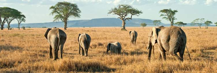 Travel to Serengeti National Park