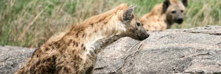 Serengeti in It's Full Glory