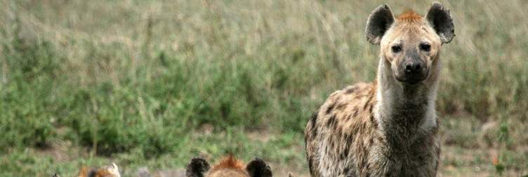 Serengeti Exploration