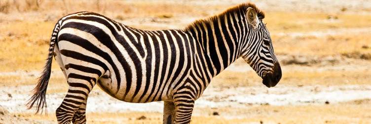 Game Drive in Serengeti National Park
