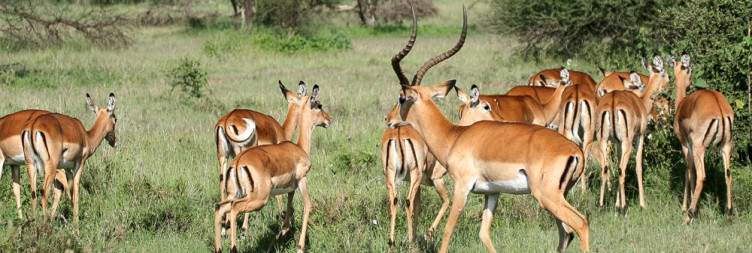 Tarangire - Serengeti National Park