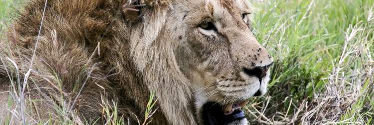 Transfer to Serengeti National Park