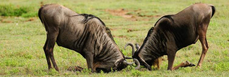 Extended Game Drive in the Serengeti