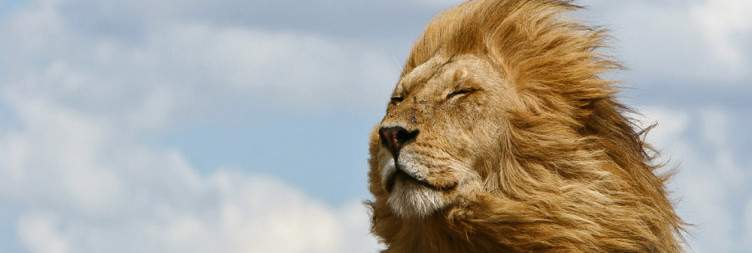 Cross into Tanzania – Serengeti National Park Safari