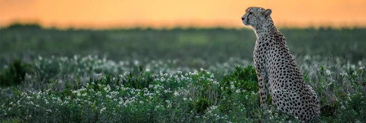 Serengeti National Park/Ndutu