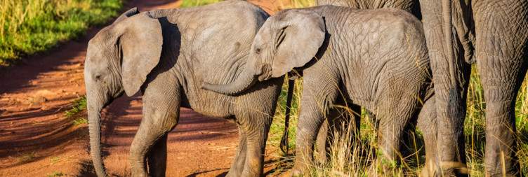 Serengeti National Park to Ngorongoro Crater